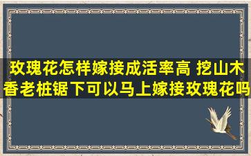 玫瑰花怎样嫁接成活率高 挖山木香老桩锯下可以马上嫁接玫瑰花吗